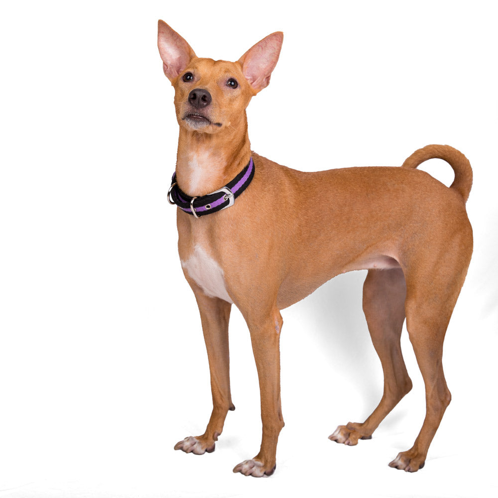 Buckle Fabric Collar – Black & Purple