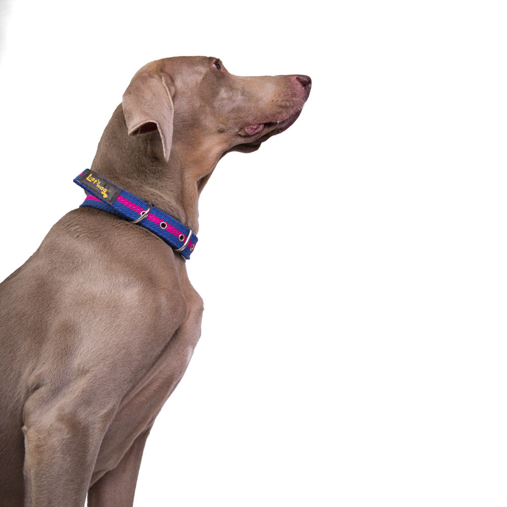 Buckle Fabric Collar – Blue & Pink