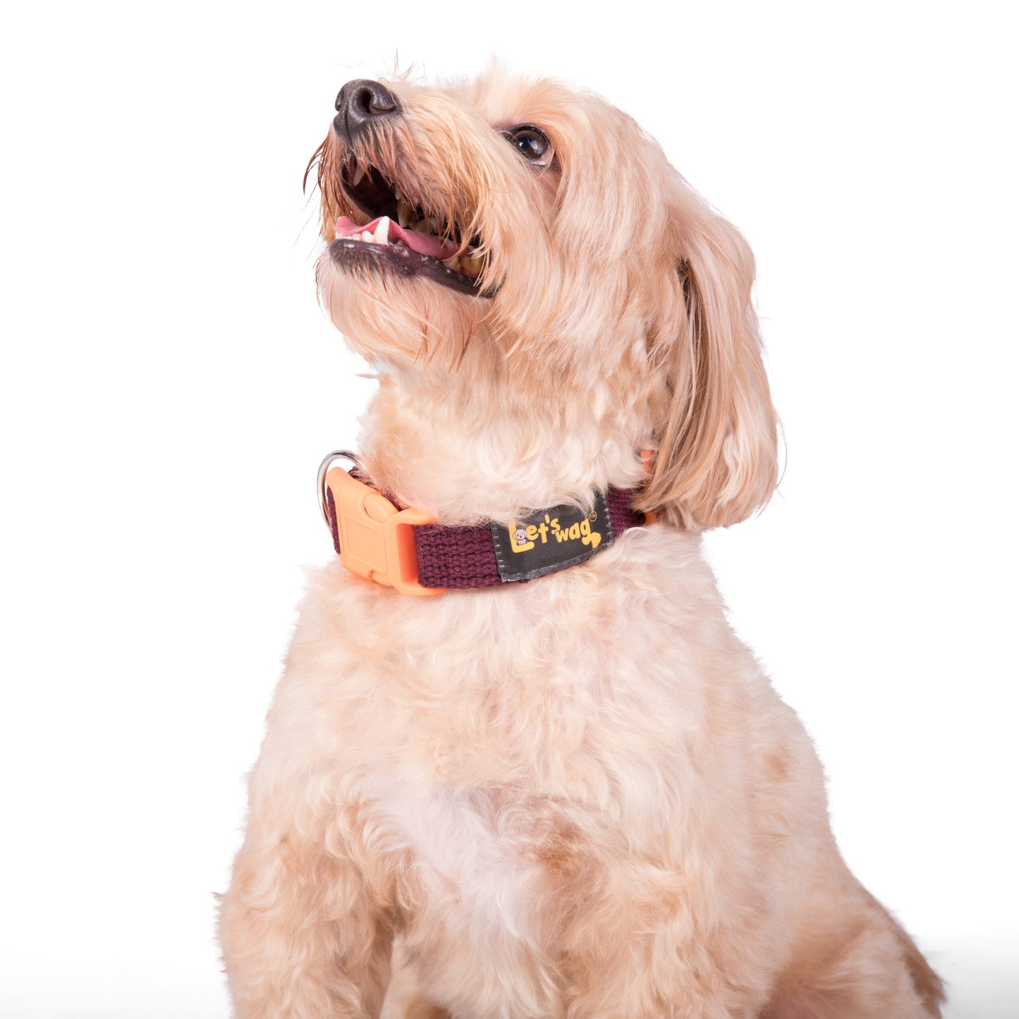 Buckle Collar - Maroon