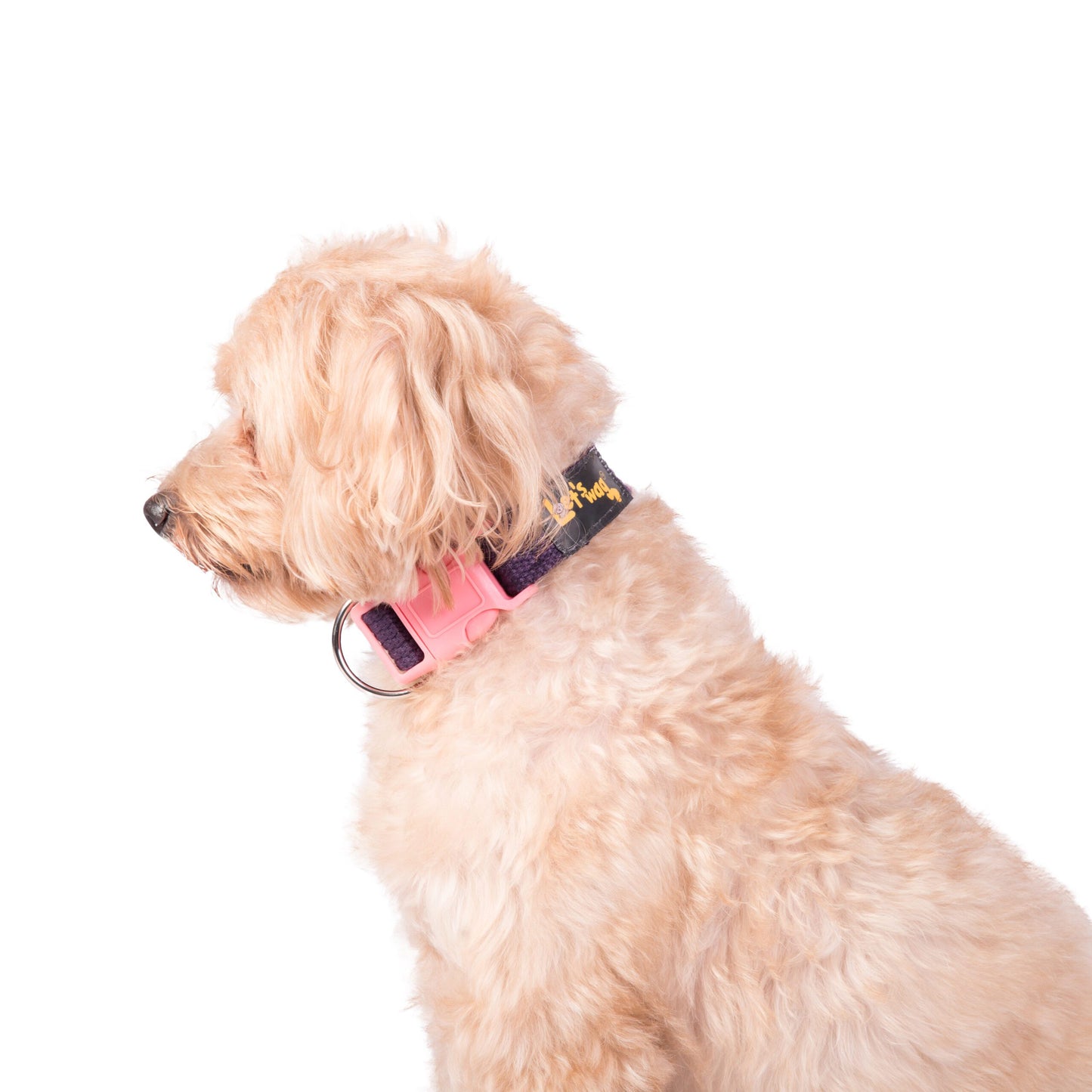 Buckle Collar - Dark Purple