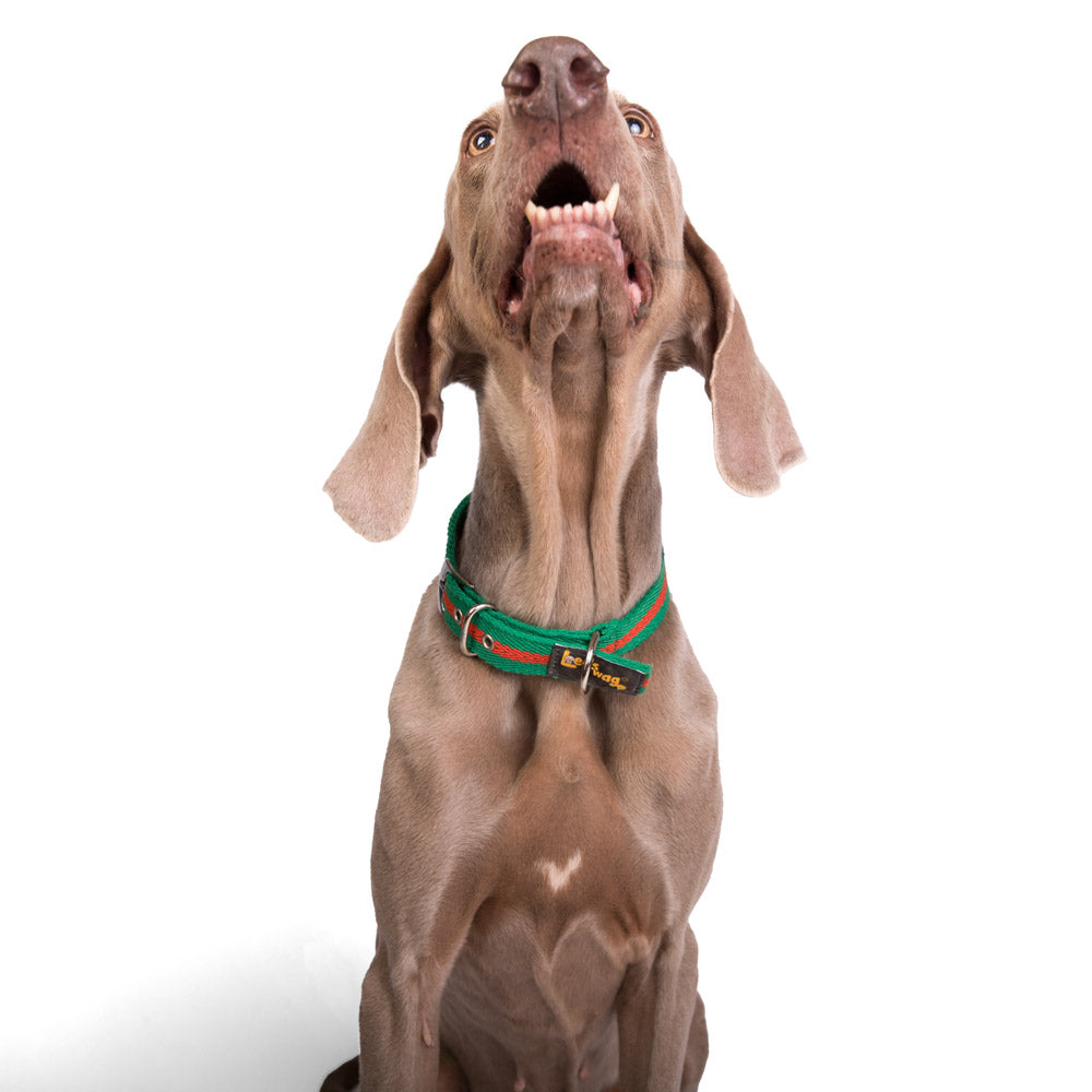 Buckle Fabric Collar – Green & Red