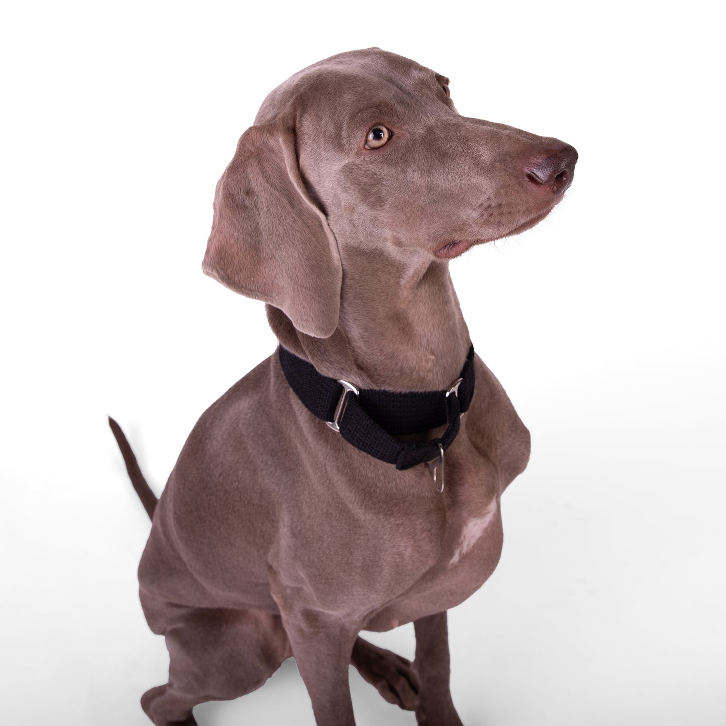 Martingale Fabric Collar - Black