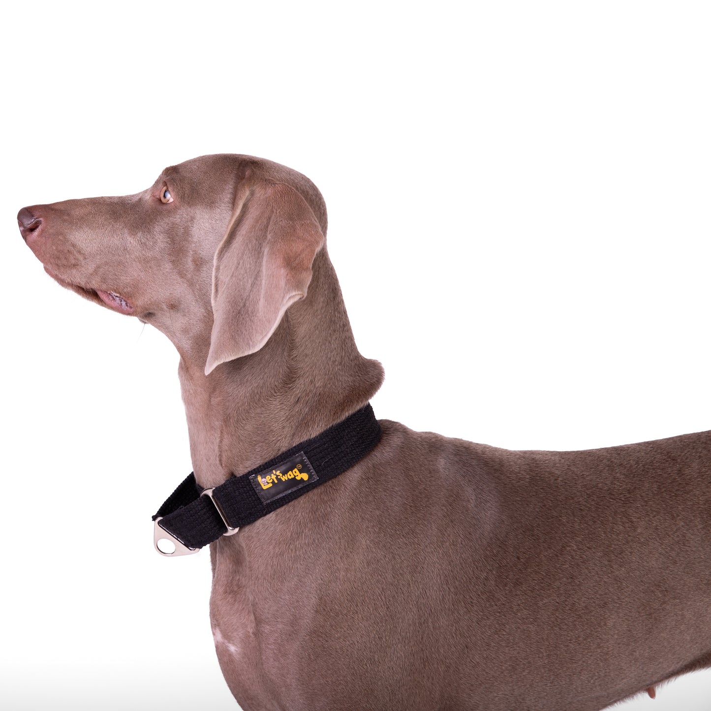 Martingale Fabric Collar - Black