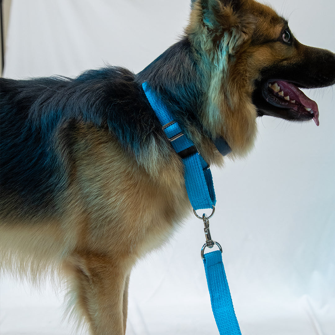 Martingale Fabric Collar – Cobalt Blue