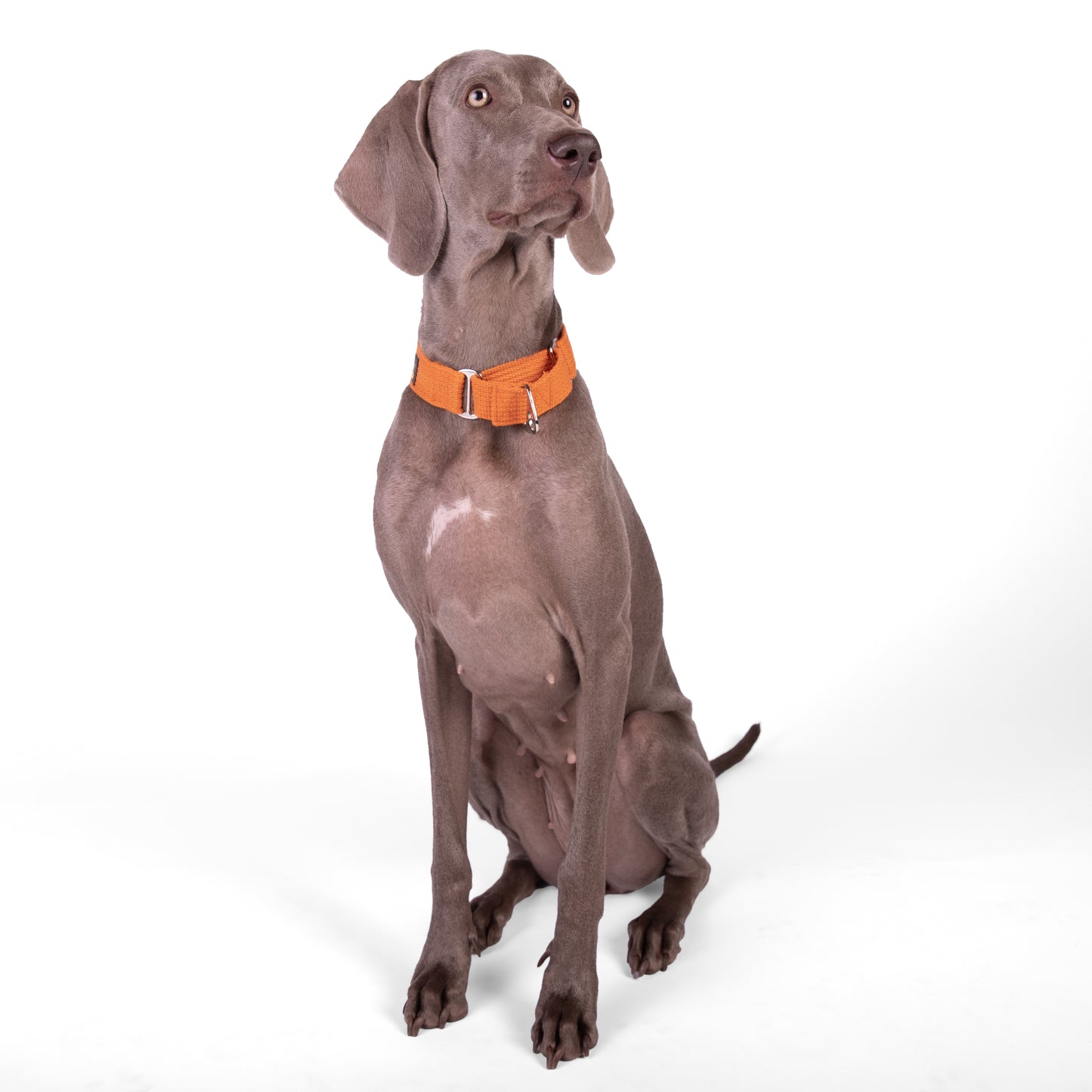 Premium Fabric Martingale Collar – Orange