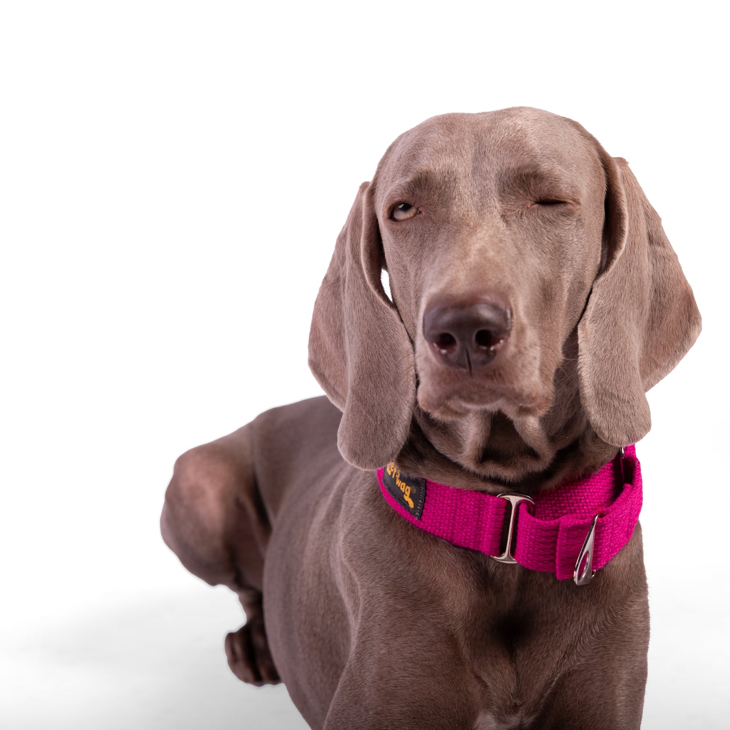 Premium Fabric Martingale Collar – Pink