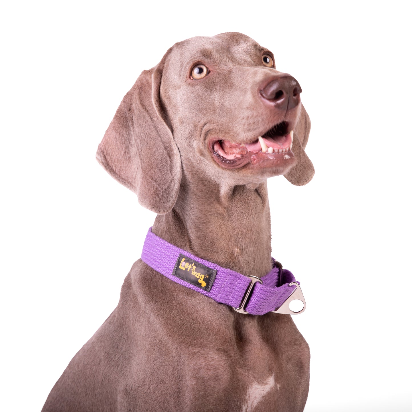 Premium Fabric Martingale Collar – Purple