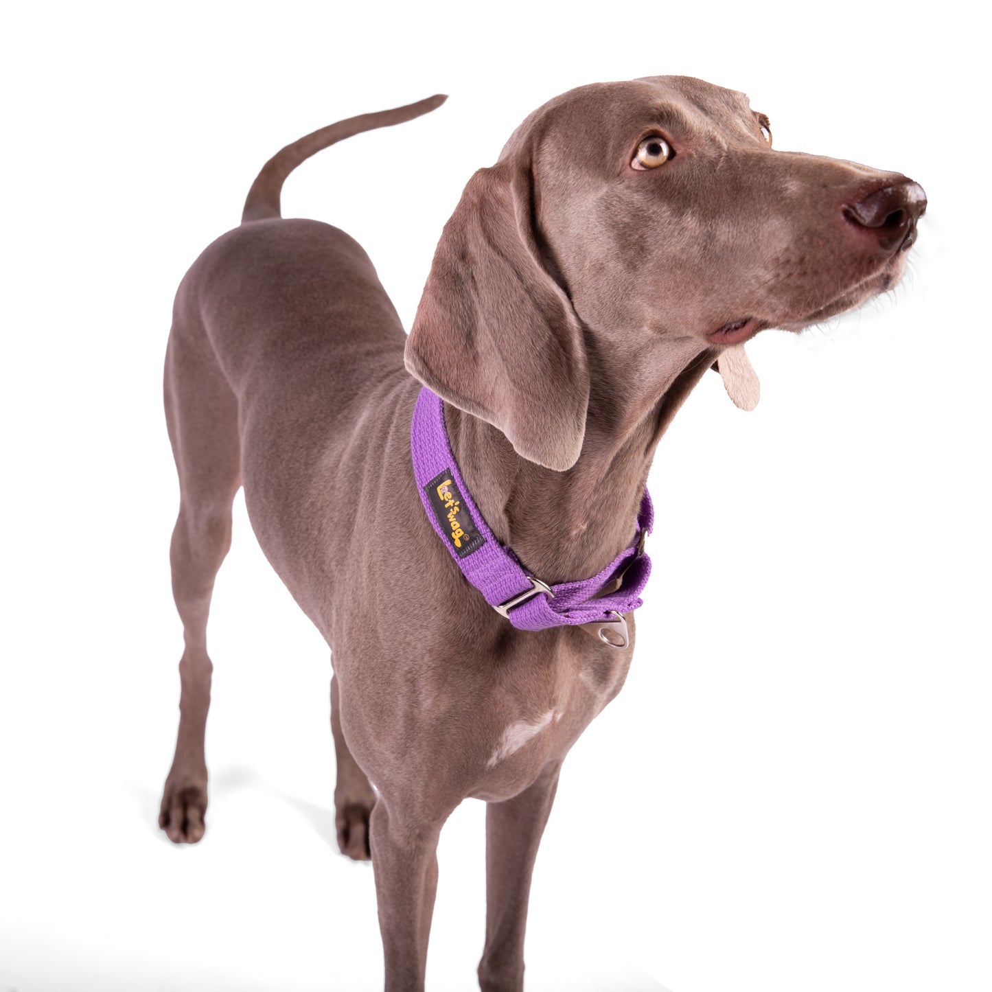 Premium Fabric Martingale Collar – Purple