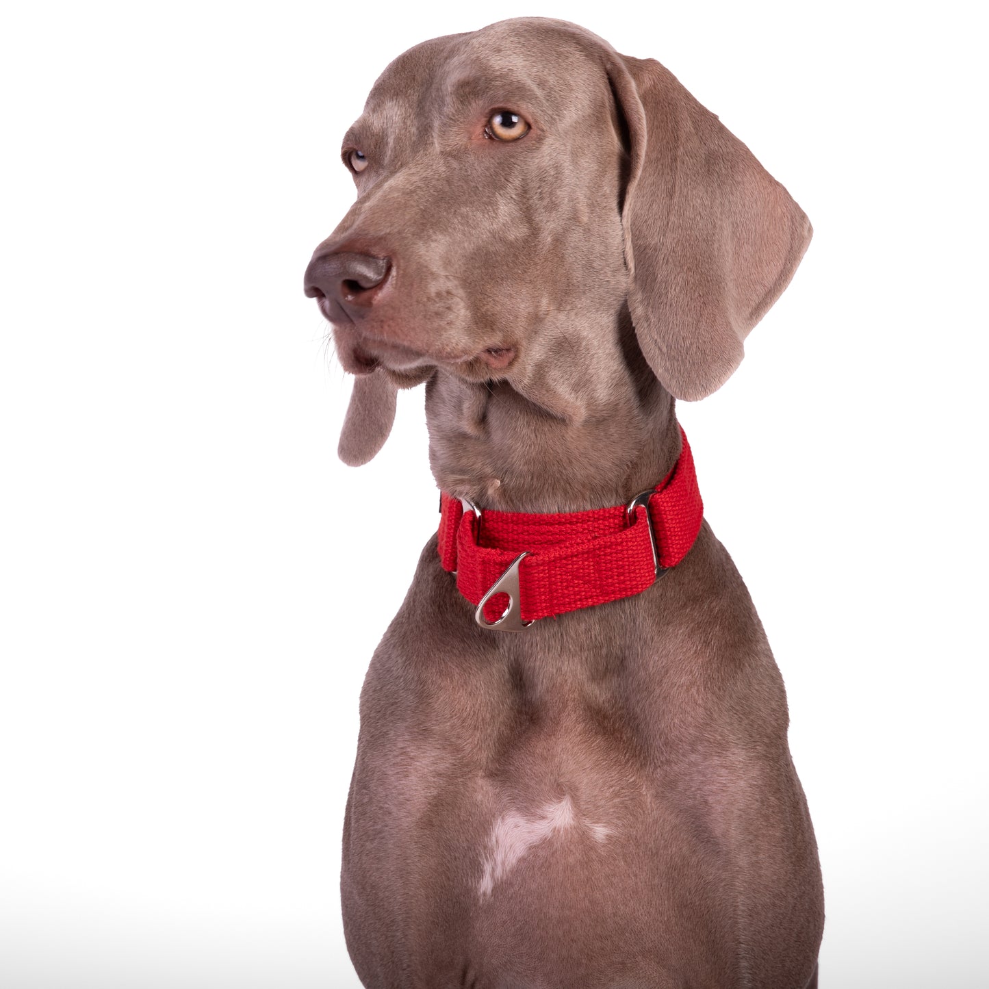 Martingale Fabric Collar - Red