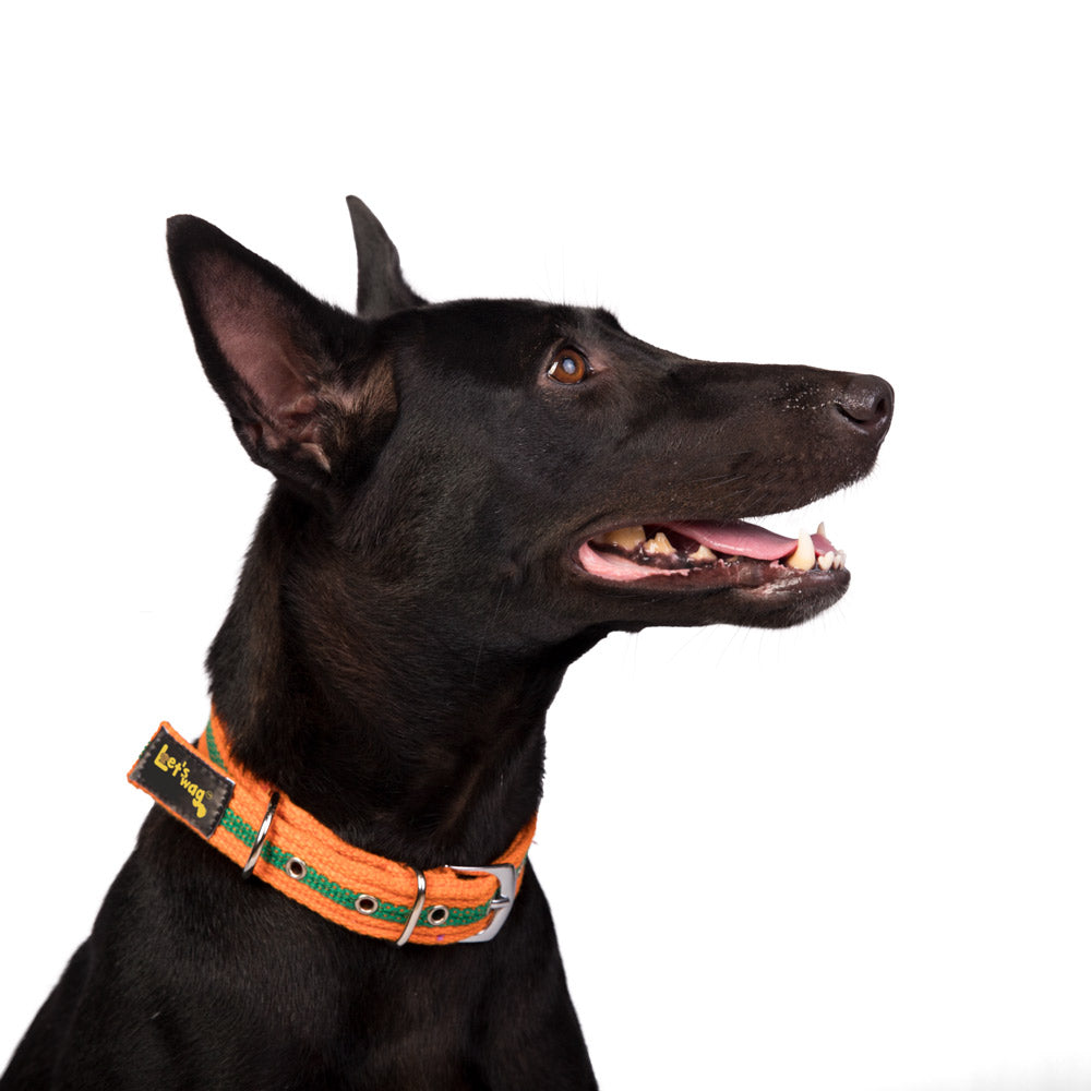 Buckle Fabric Collar – Orange & Green