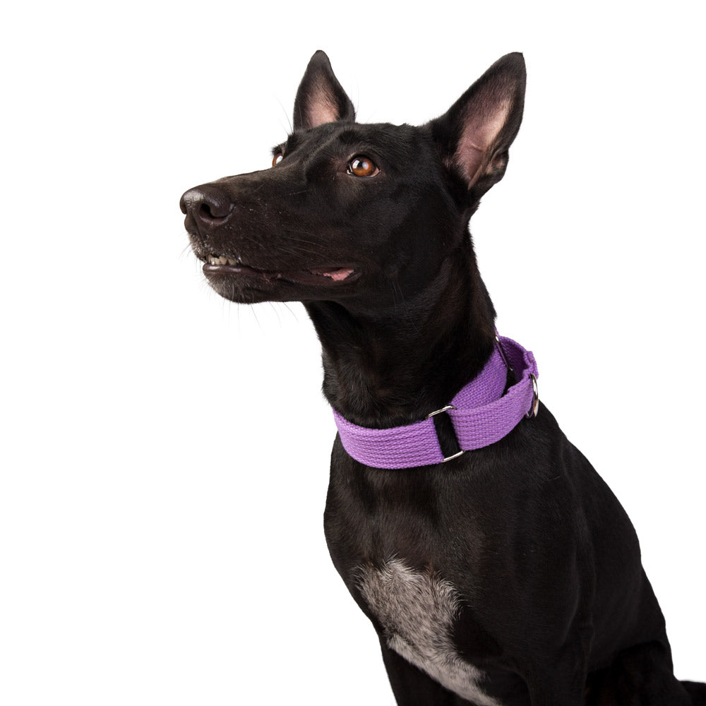 Premium Fabric Martingale Collar – Purple
