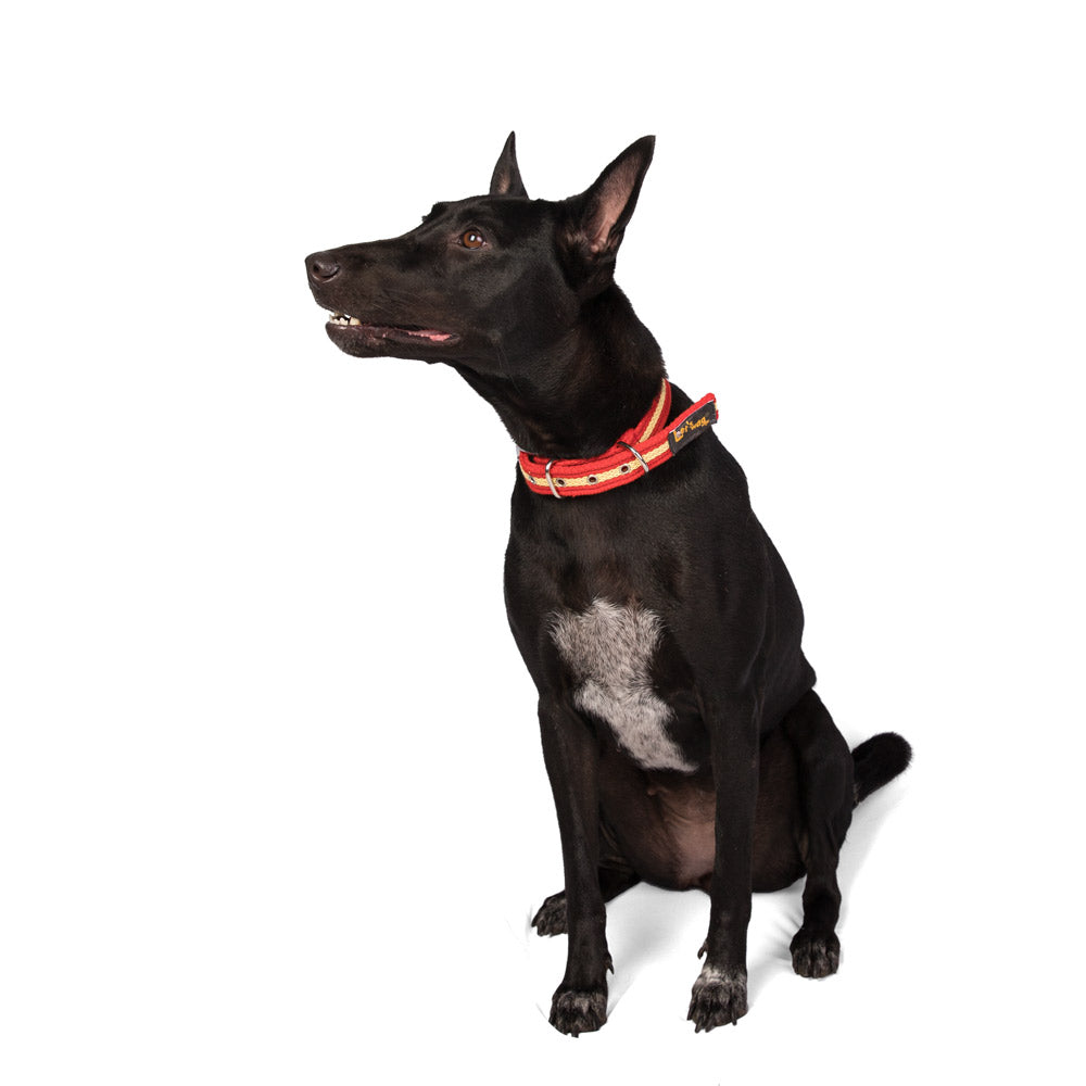 Buckle Fabric Collar – Red & Yellow