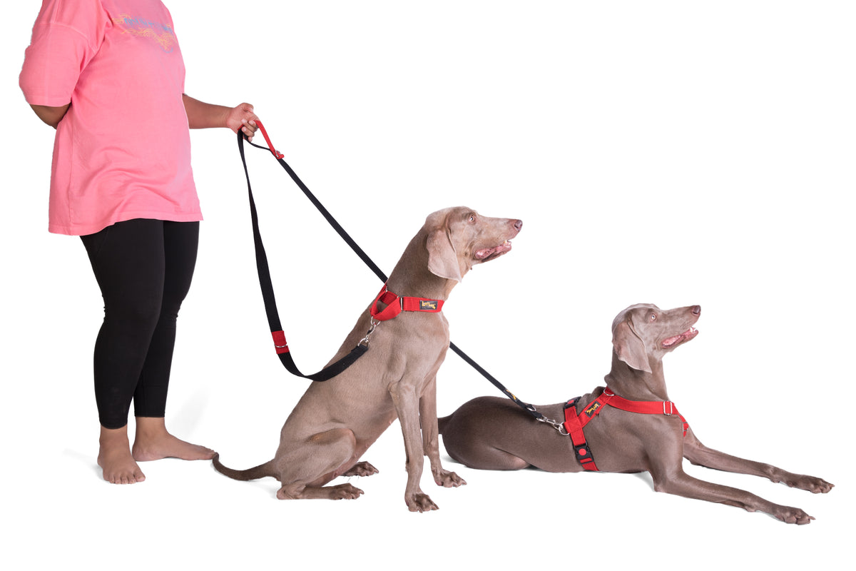 Multipurpose Adventure Leash