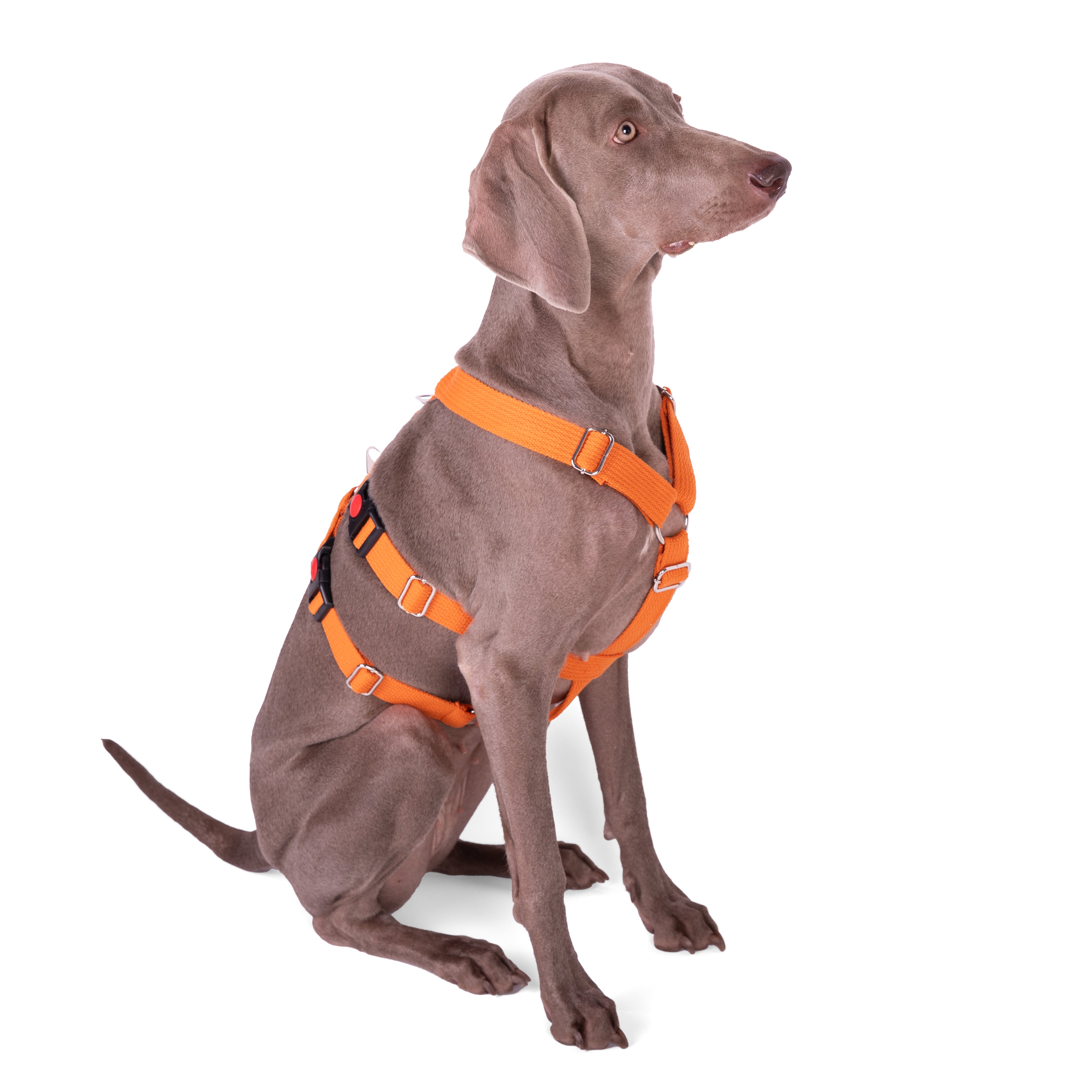 Escape-Proof Harness