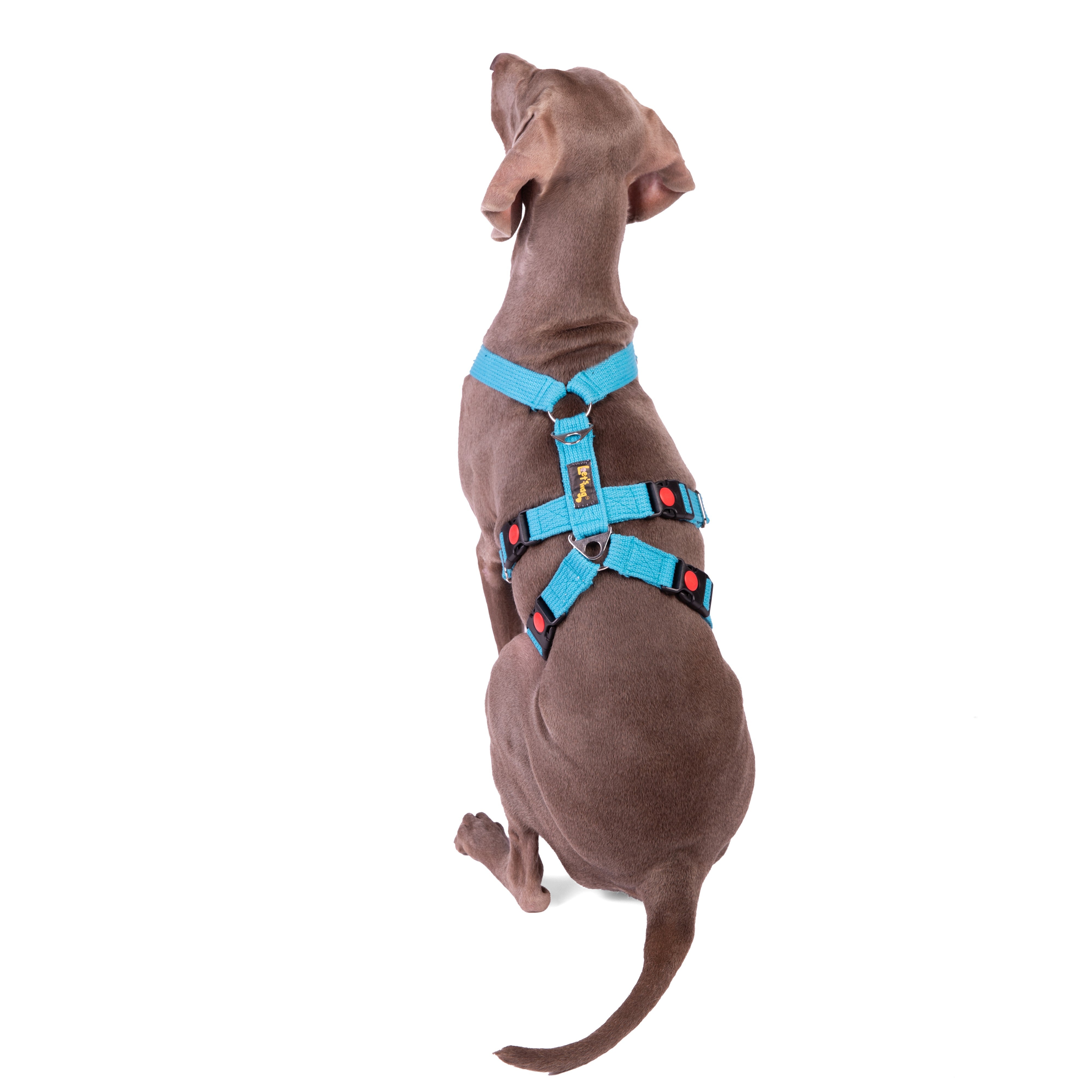 Escape-Proof Harness