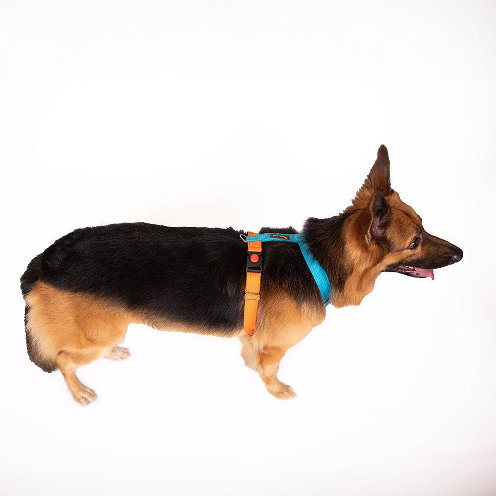 Everyday Harness