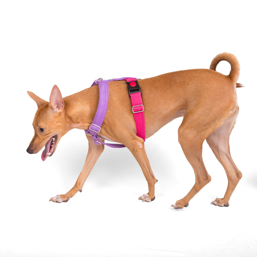 Everyday Harness