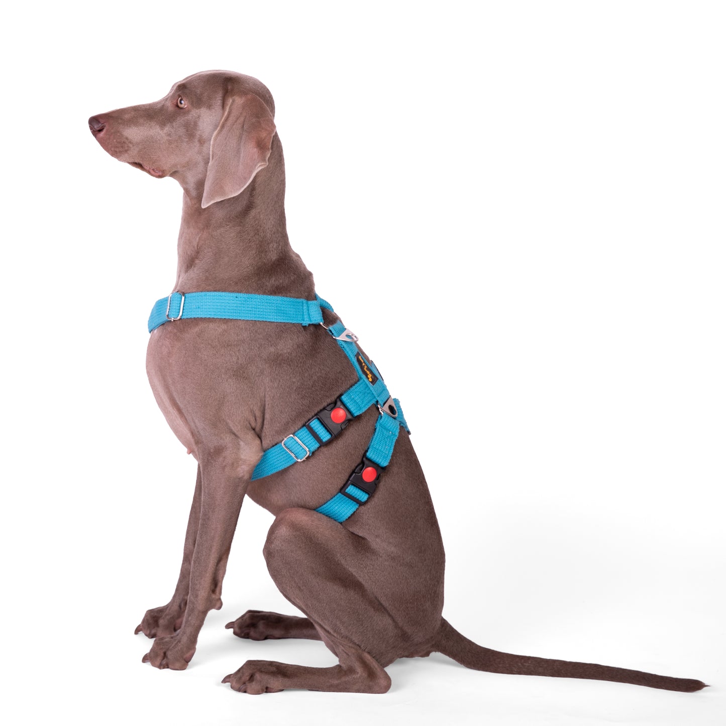 Double H Harness Blue