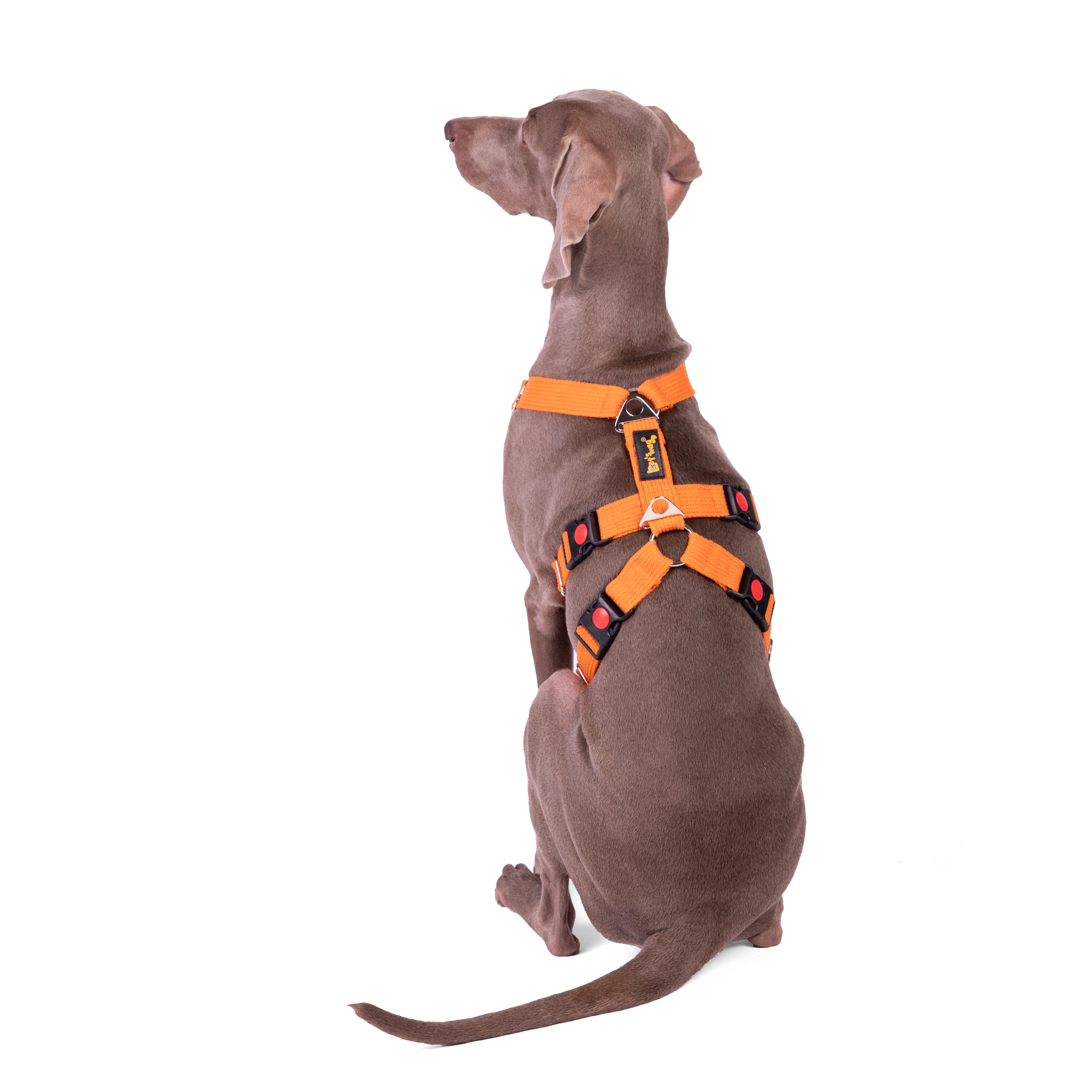 Escape-Proof Harness