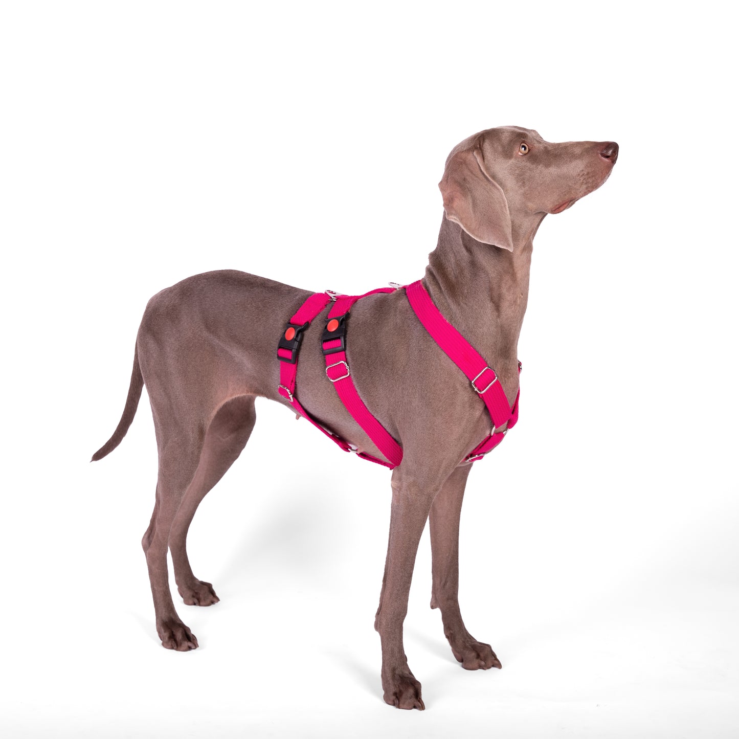 Double H Harness Pink
