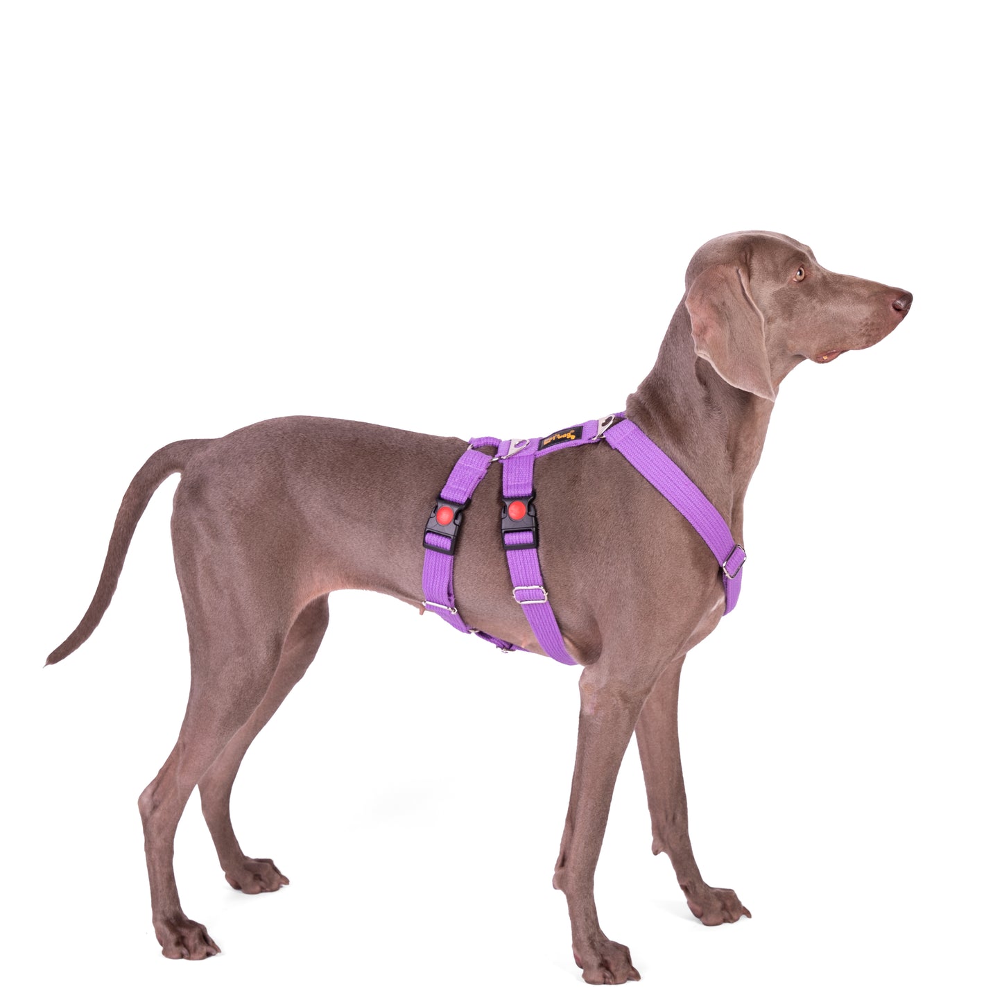 Double H Harness Purple
