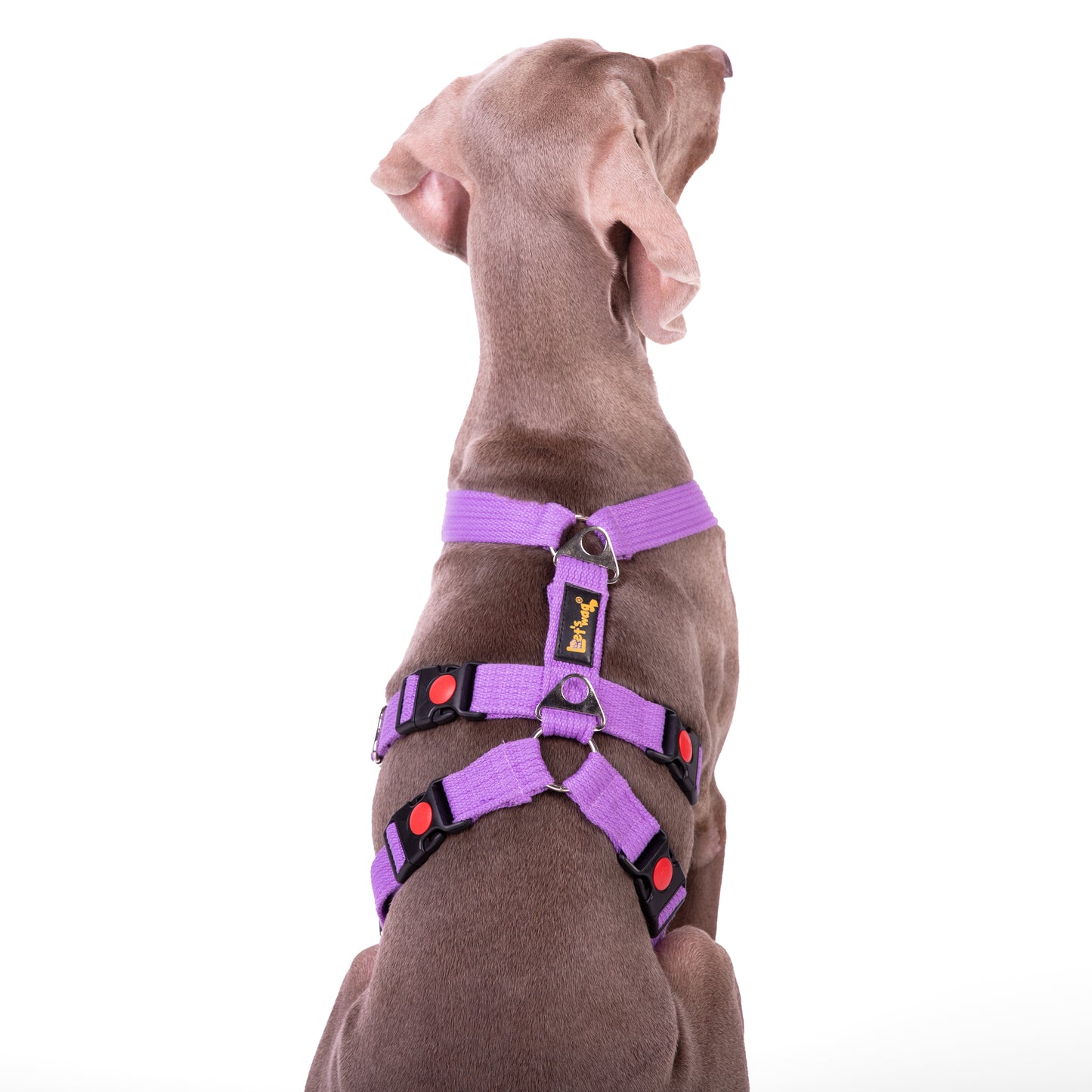 Double H Harness Purple