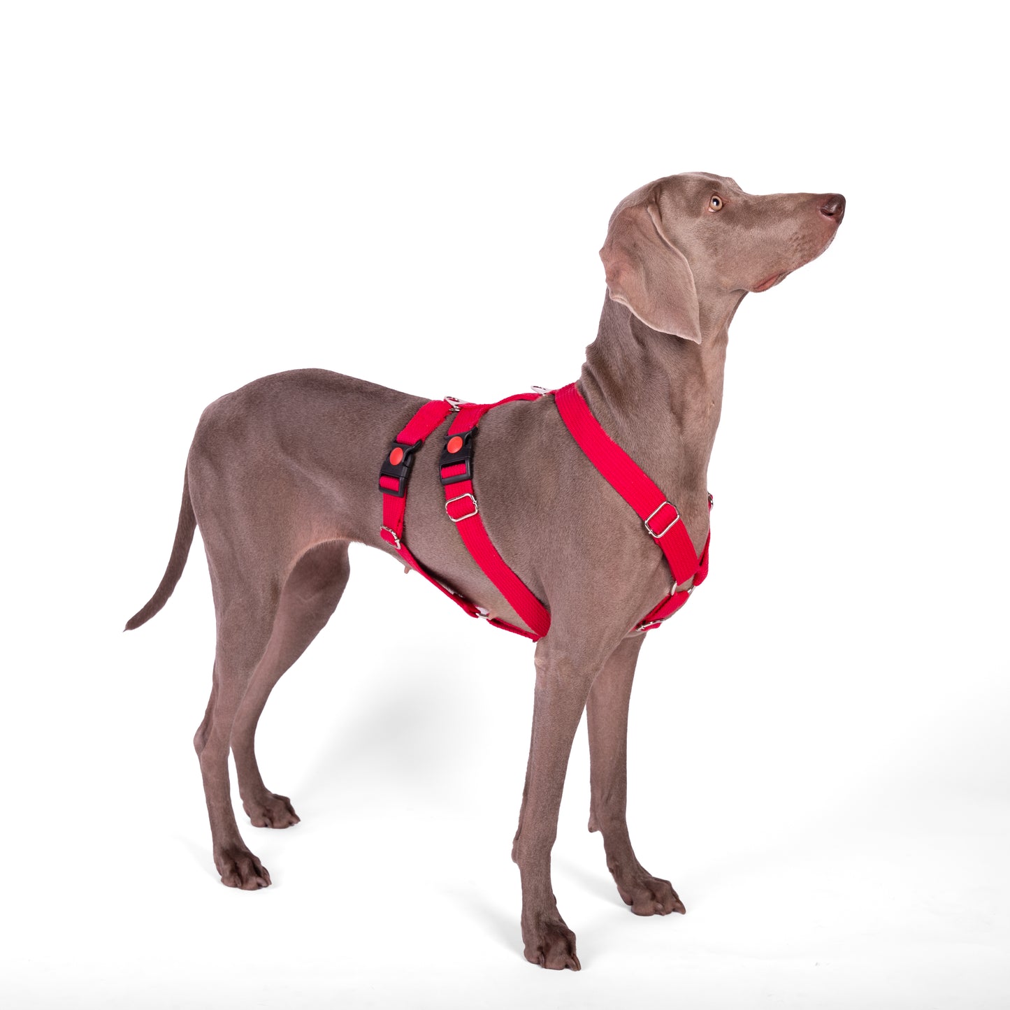 Double H Harness Red