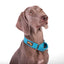 Martingale Fabric Collar – Cobalt Blue