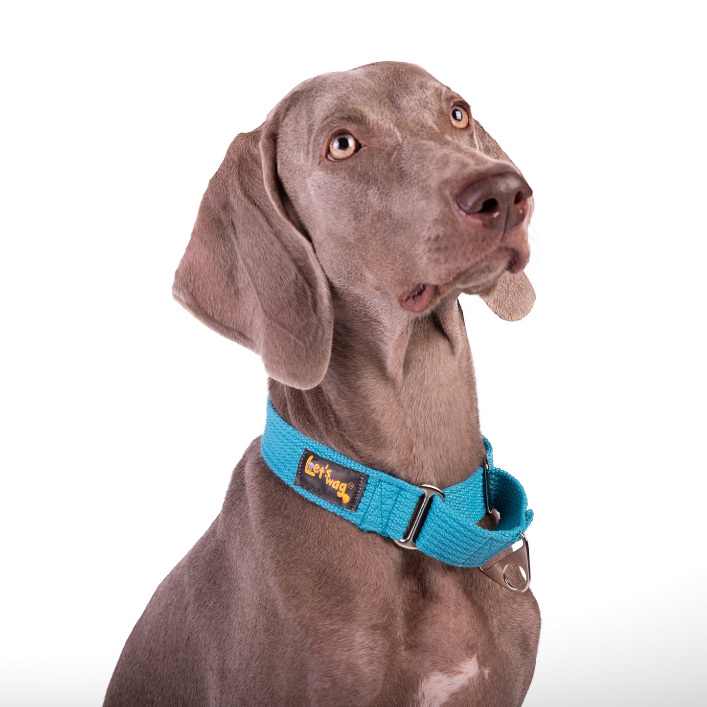 Martingale Fabric Collar – Cobalt Blue
