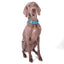 Martingale Fabric Collar – Cobalt Blue