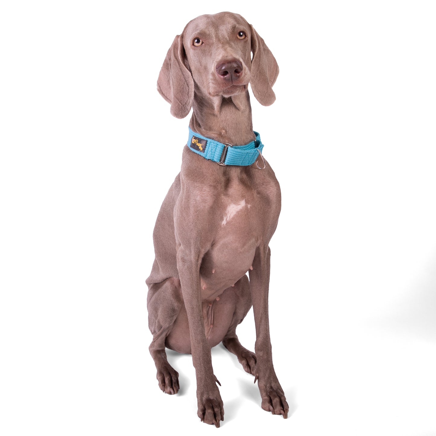 Martingale Fabric Collar – Cobalt Blue