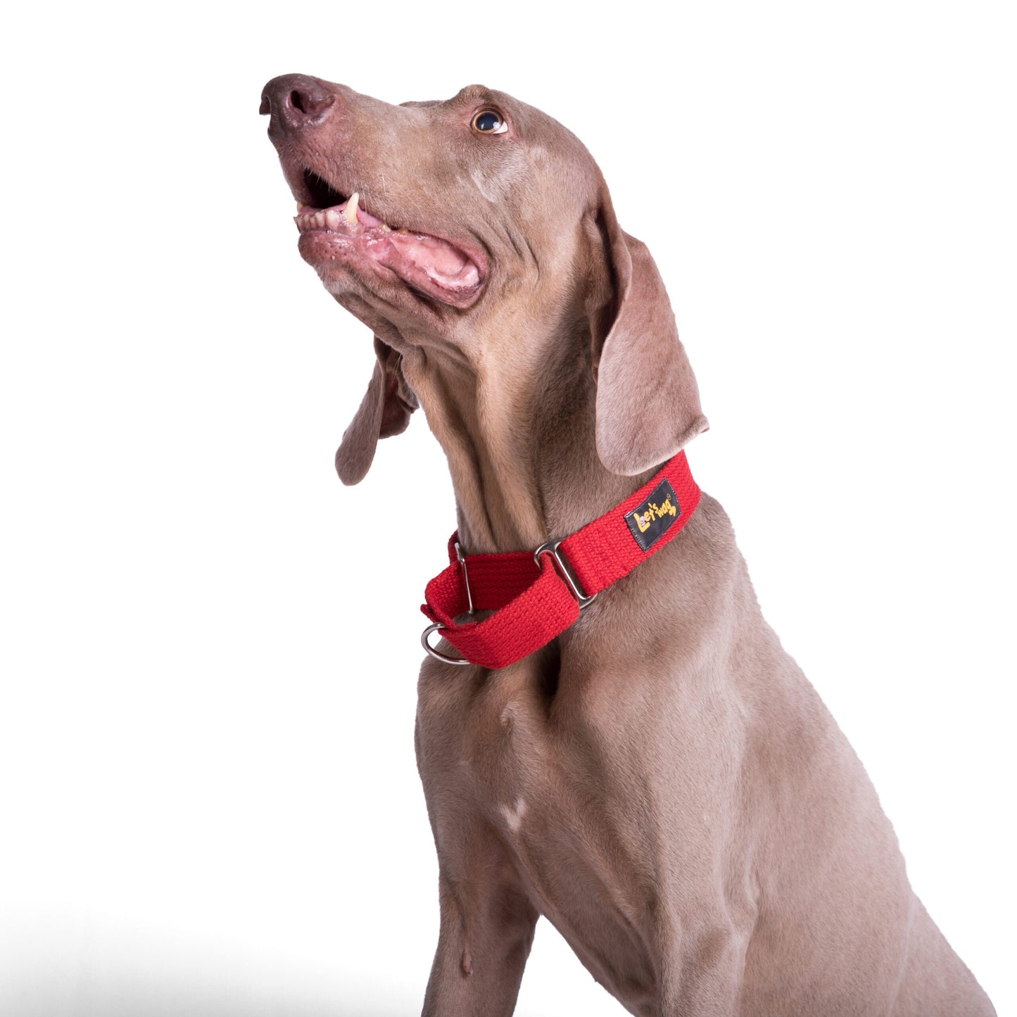 Martingale Fabric Collar - Red