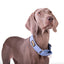 Premium Fabric Martingale Collar – Sky Blue