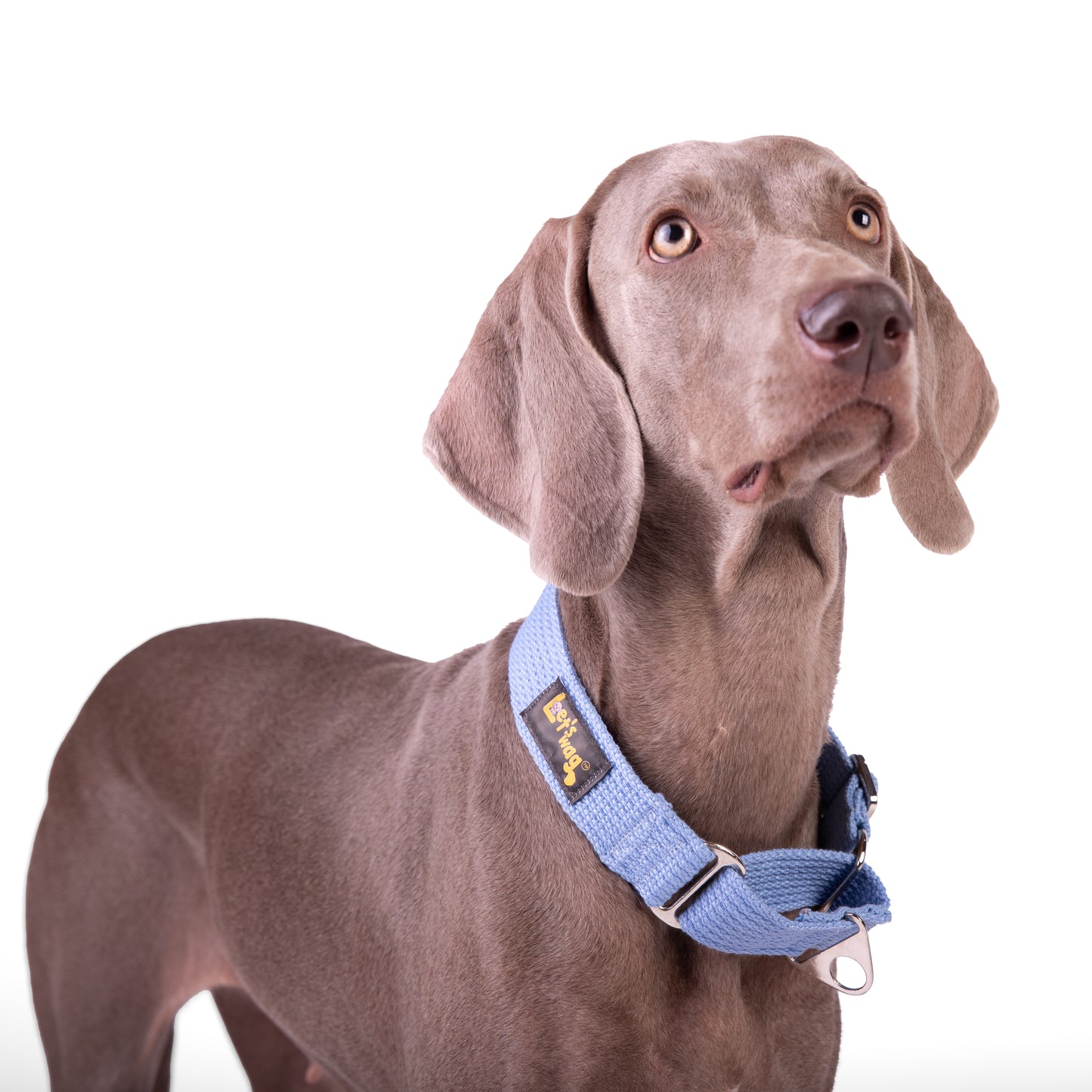 Premium Fabric Martingale Collar – Sky Blue