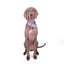 Premium Fabric Martingale Collar – Sky Blue
