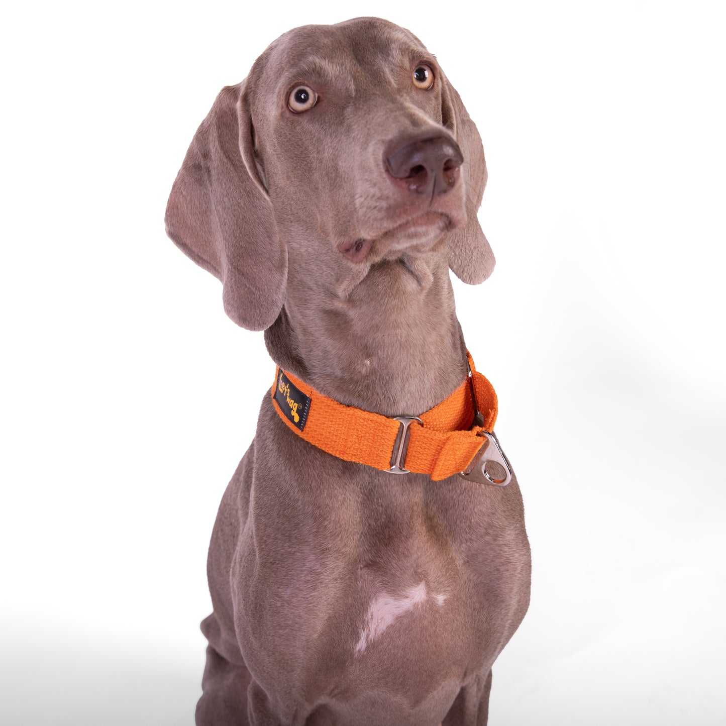 Premium Fabric Martingale Collar – Orange