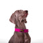 Premium Fabric Martingale Collar – Pink