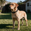 Escape Proof Martingale Collar