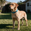 Escape Proof Martingale Collar