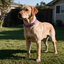 Escape Proof Martingale Collar