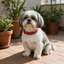 Escape Proof Martingale Collar