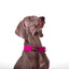 Escape Proof Martingale Collar
