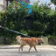 Double Handle Leash + Martingale Fabric Collar