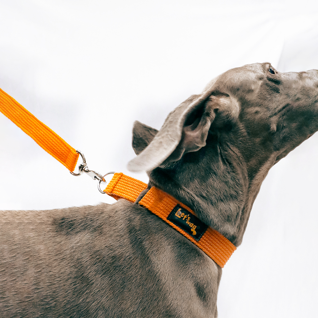 Premium Fabric Collar Martingale Orange