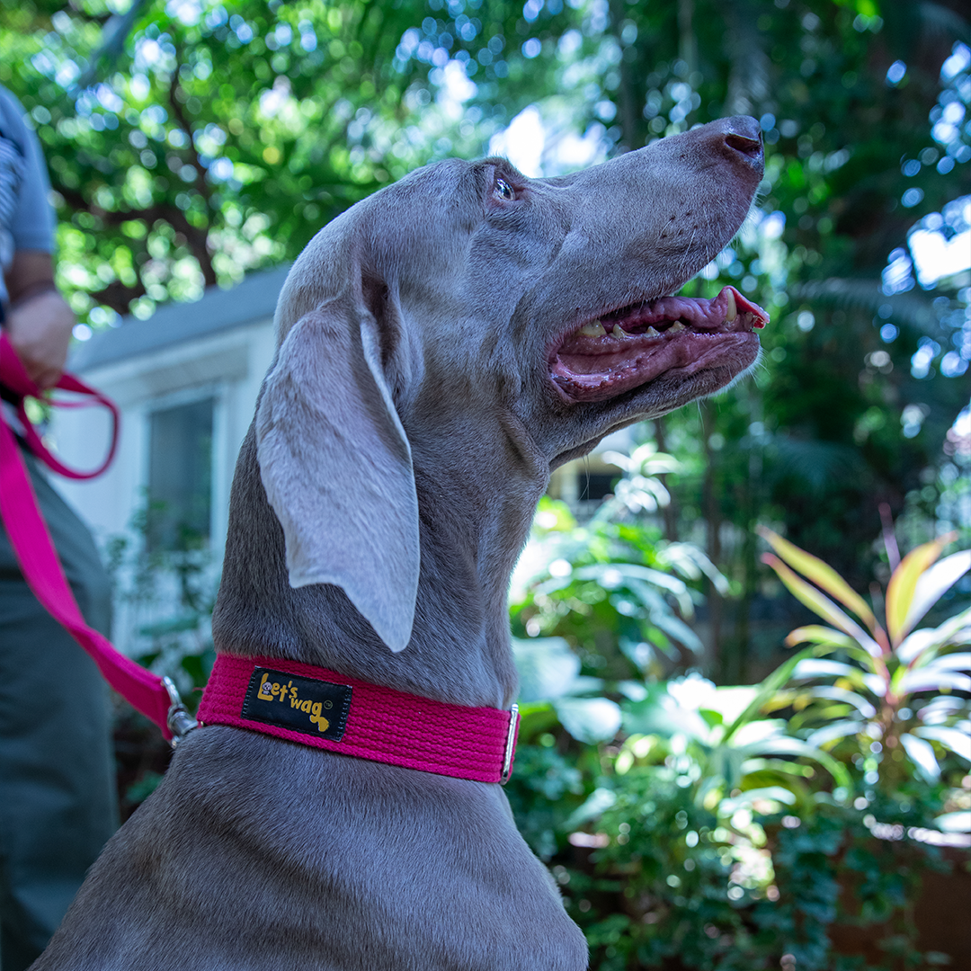 Premium Fabric Collar Martingale Pink